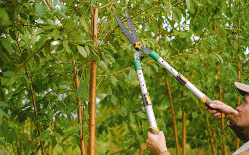 Tree trimming in Davenport Center, NY